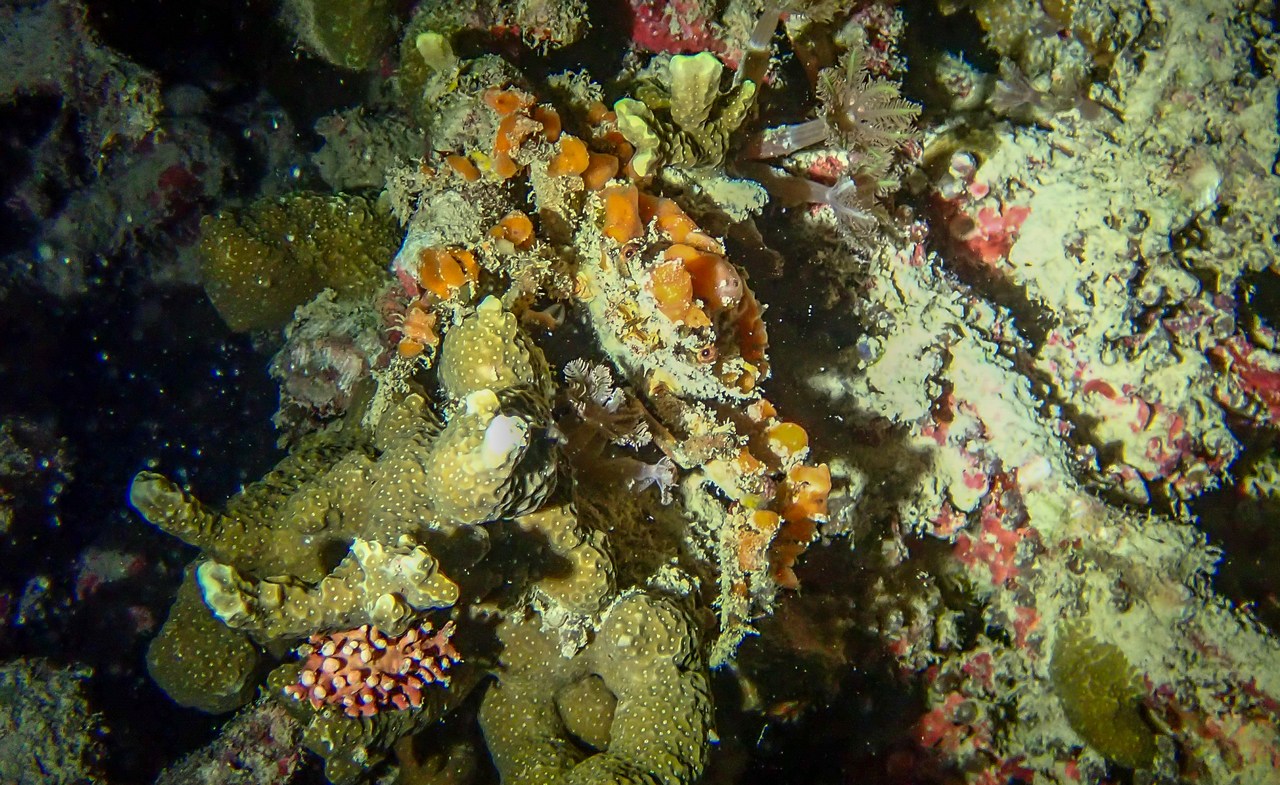 Camposcia retusa Camposcia retusa